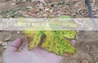 水培麦芽种植技术