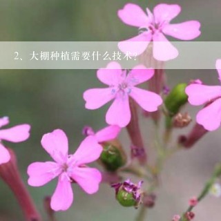 大棚种植需要什么技术?