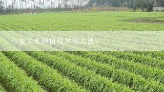 小麦玉米种植技术和方法？