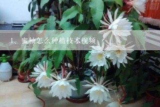 蜜柚怎么种植技术视频