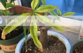 种植一年的黄芩一亩产多少斤