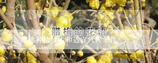 樱桃种植技术和适宜气候条件