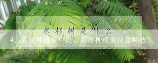 芸豆种植很广泛，芸豆种植要注意哪些？