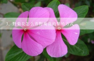 野菊花怎么养野菊花的繁殖方式