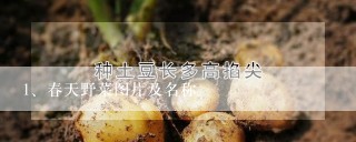 春天野菜图片及名称