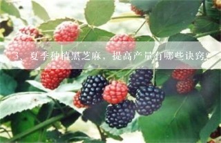 夏季种植黑芝麻，提高产量有哪些诀窍？