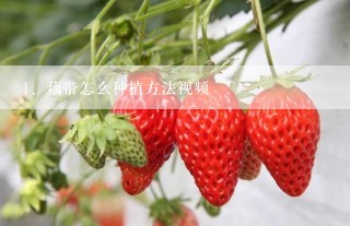 藕带怎么种植方法视频