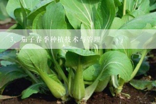 茄子春季种植技术与管理