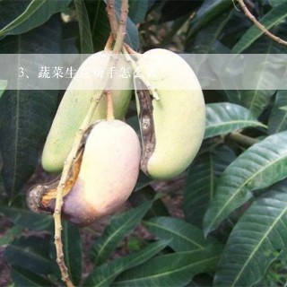 蔬菜生意新手怎么做