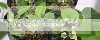 芝麻菜做沙拉要不要焯水