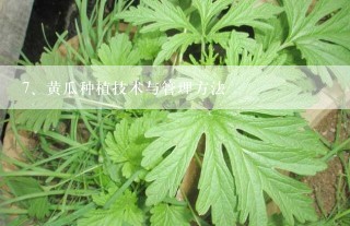 黄瓜种植技术与管理方法