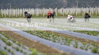 什么蔬菜适合做沙拉