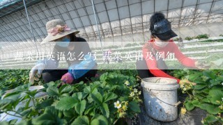 蔬菜用英语怎么写 蔬菜英语及例句