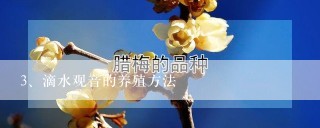 滴水观音的养殖方法