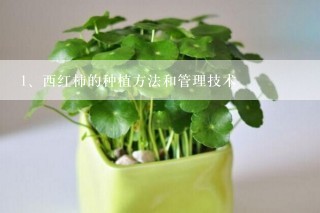 西红柿的种植方法和管理技术