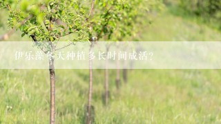 伊乐藻冬天种植多长时间成活？