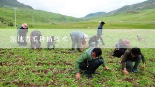 露地香瓜种植技术