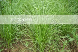 西芹怎样种植