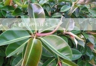 火龙果的种植技术？