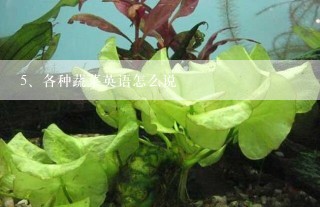 各种蔬菜英语怎么说