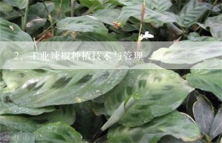 工业辣椒种植技术与管理