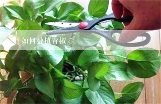 如何种植青椒