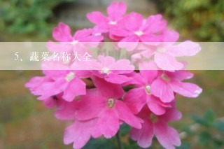 蔬菜名称大全