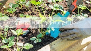 冬季怎样种植芦笋，冬季芦笋管理技术