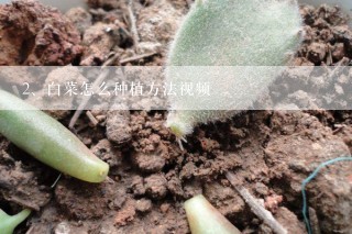 白菜怎么种植方法视频