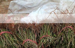 香菇怎么种植方法