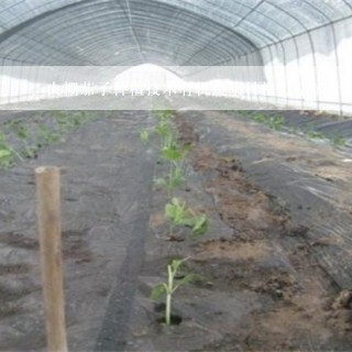 大棚茄子种植技术有机蔬菜种植方法摘叶技巧现场视频