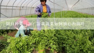 阳台种菜（26）盆栽蔬菜如何摘心和摘叶