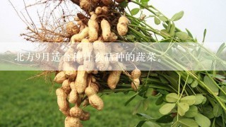 北方9月适合种什么品种的蔬菜。