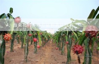 海棠花的养殖方法和栽培技术