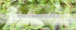 现在番石榴的栽种前景怎样？要怎样种植才能高产?