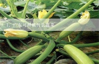 广东可种植什么蔬菜