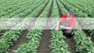 100种蔬菜英语单词是什么？