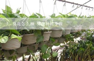 葵花怎么种 葵花种植步骤