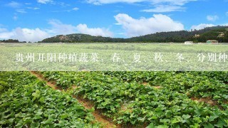 贵州开阳种植蔬菜，春、夏、秋、冬、分别种什么菜最好，1元/斤以上的菜