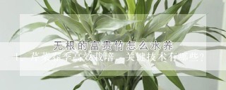 芹菜春季高效栽培，关键技术有哪些？