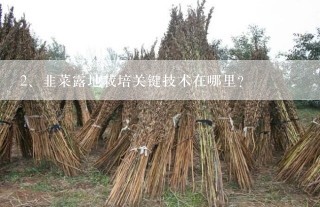 韭菜露地栽培关键技术在哪里？