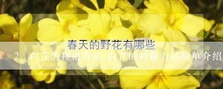 白芷的种植方法 白芷的种植方法简单介绍