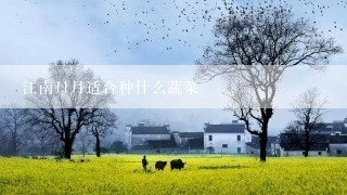 江南11月适合种什么蔬菜