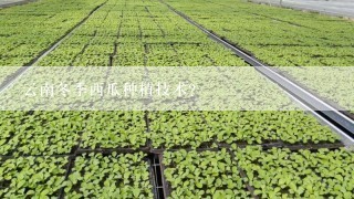 云南冬季西瓜种植技术？