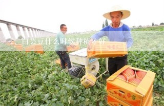 白芸豆什么时候种植才好