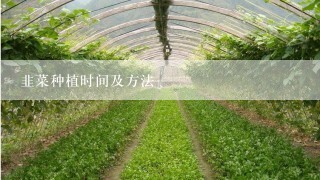 韭菜种植时间及方法