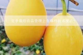 夏季栽培青蒜管理上有哪些技术要点？