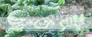 生姜怎么种植方法视频