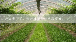 收完麦子了，麦茬地里种什么蔬菜好？