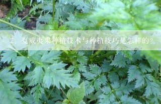 夏威夷果种植技术与种植技巧是怎样的？